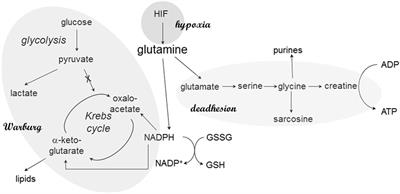 Time and Circumstances: Cancer Cell Metabolism at Various Stages of Disease Progression